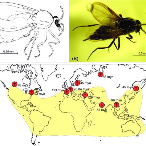 Species and genera of biting midges (Ceratopogonidae) reported from ...