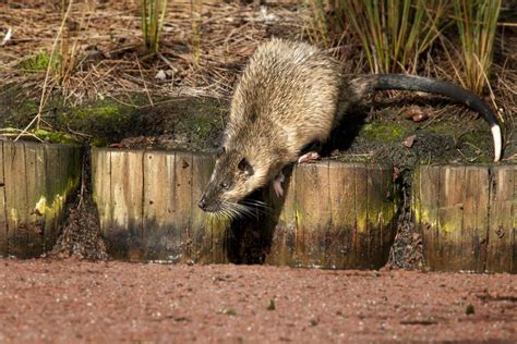 The Rakali or Native Water Rat—Main Branch September Meeting Report ...