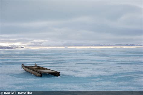 Photographing the Narwhals of the North Pole