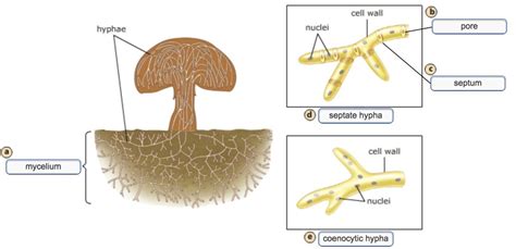 Structure of multicellular fungi This diagram shows the structure of a ...