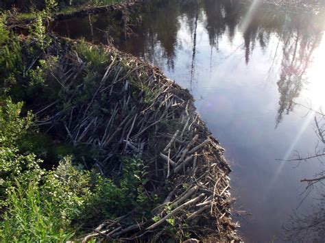 World’s Biggest Beaver Dam Discovered | Pix o' Plenty