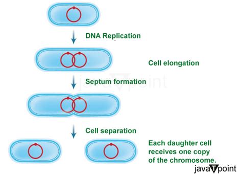 Does Amitosis Occur in Bacteria - Javatpoint