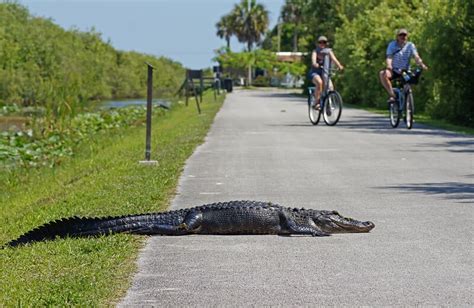 Shark Valley at Everglades National Park: Great bike trail; wildlife