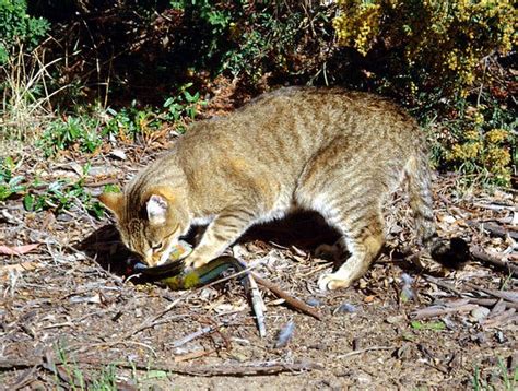 Australia’s Feral Cats Most Likely European - The New York Times