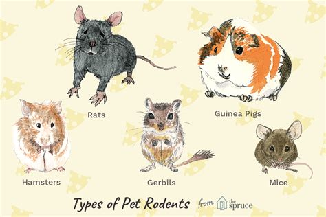 10 Best Small Rodents to Keep as Pets