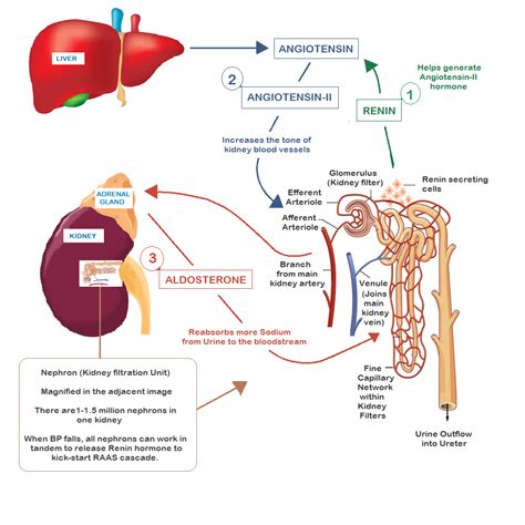 High Blood Pressure in CKD - All Things Kidney ~ Official