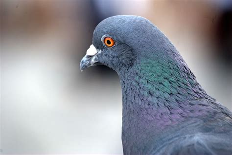 Homing pigeon have their own form of cumulative culture passing down ...