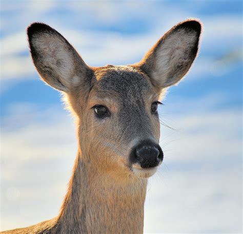 🔥 Doe, A deer, A female deer... : r/NatureIsFuckingLit