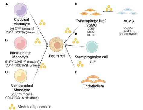 Figure 1 from Foam Cells in Atherosclerosis: Novel Insights Into Its ...