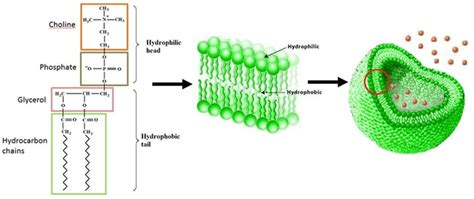 Lipid bilayer structure. A, Molecular composition of phospholipid and ...