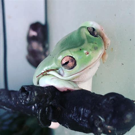 10 Things You Should Know Before Getting White's Tree Frogs