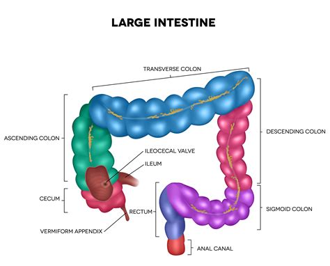 Large Intestine Simple Diagram