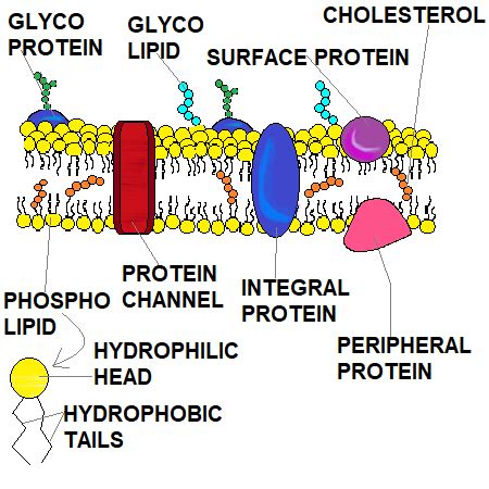 Interpreting the Function of the Cell Membrane as a Result of the Fluid ...