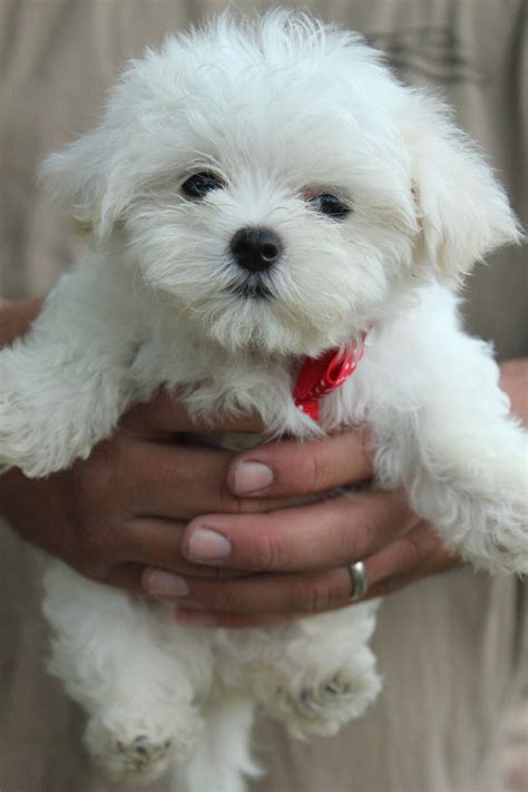 Beautiful bright white Maltese male with such a pretty teddy bear face ...