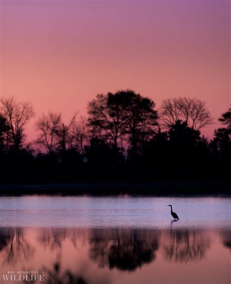 Dawn Silhouette — Ray Hennessy Wildlife