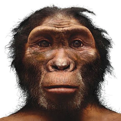 The Human Pedigree: A Timeline of Hominid Evolution - Scientific American