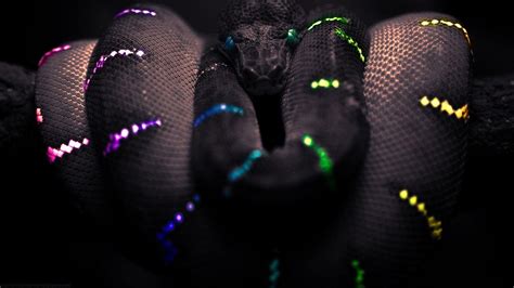 Snake Wallpapers - Wallpaper Cave