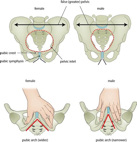 Male Vs Female Pelvis Differences Anatomy Of Skeleton, 55% OFF