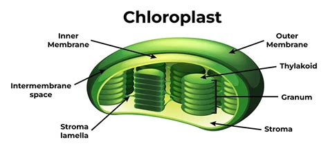 Chloroplast - Diagram, Structure, and Functions