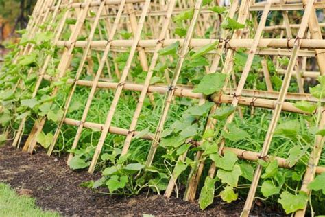 How to Plant Loofah(Luffa) Sponge in Your Garden