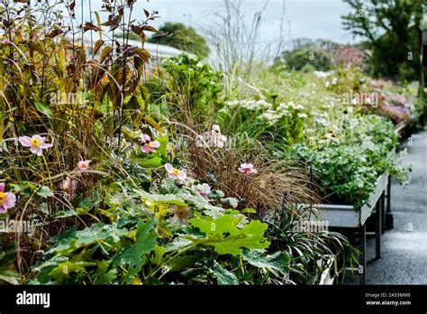 Plants displayed in a garden centre nursery Stock Photo - Alamy