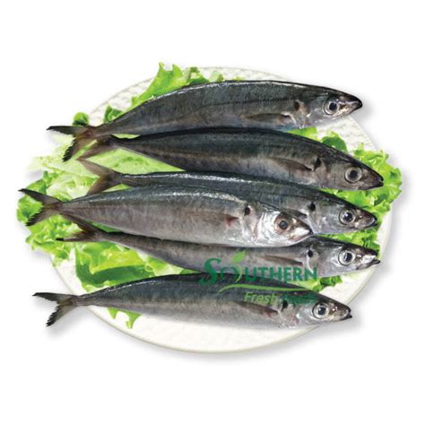 Frozen Round Scad WR (Wild Caught) - SOUTHERN FRESH FOODS CO., LTD