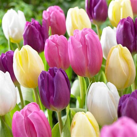 Tulips Easter Basket Mixture Set of 15 bulbs - Van Zyverden | Bulb ...