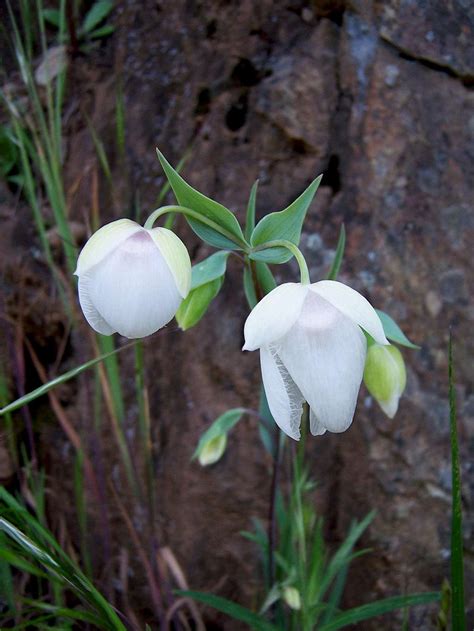 Calochortus albus, Fairy Lantern : Photos, Diagrams & Topos : SummitPost