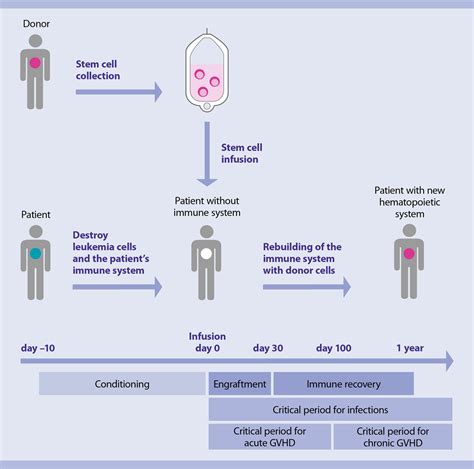 What is allogeneic stem cell transplantation? | Patients | Cell therapy ...