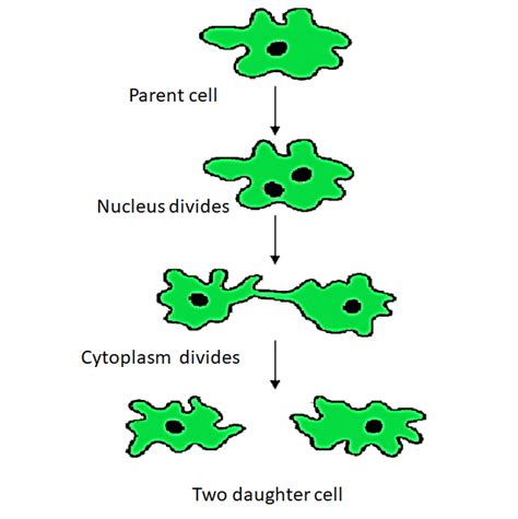 The process of asexual reproduction in amoeba is(a) Binary fission(b ...