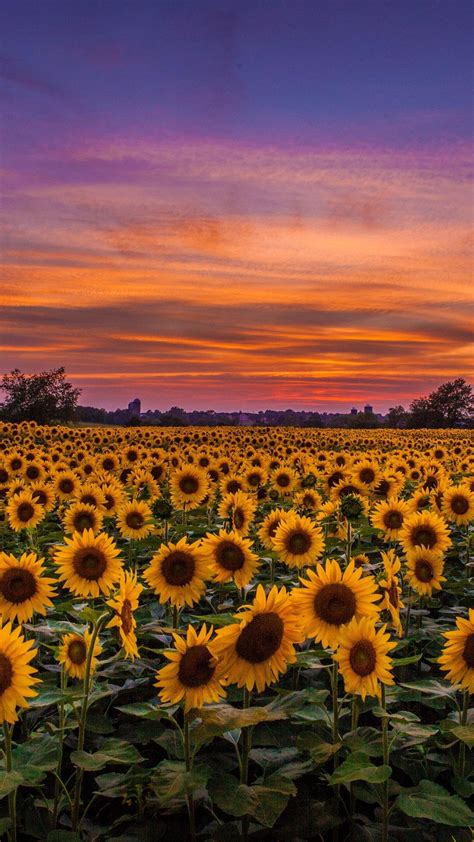 Get Inspired For Aesthetic Sunflower Sunset Wallpaper Photos