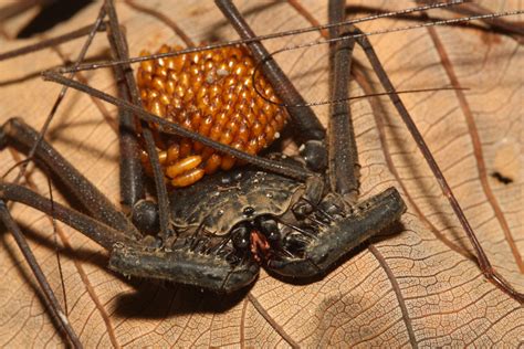 amblypygi - Google Search | Novelty lamp, Lamp, Table lamp