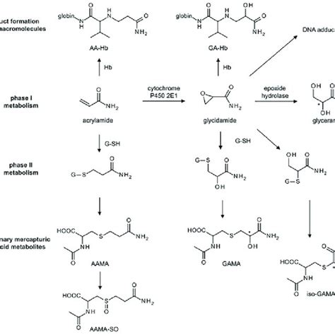 Some mitigation strategies for acrylamide formation reduction in ...