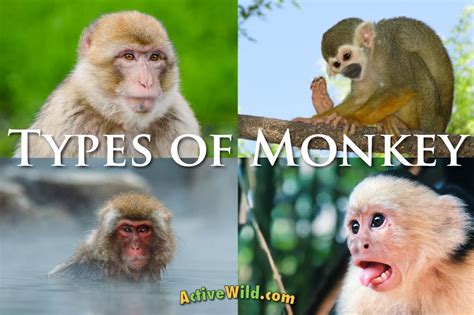 Types Of Monkey With Pictures & Facts: Monkey Groups & Species