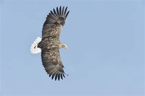 White-tailed Eagle flying in skys over H Photograph by David Courtenay ...