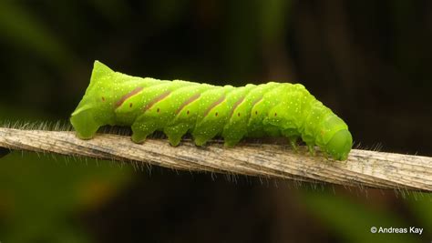 https://flic.kr/p/2gzWeoz | Sphinx moth caterpillar, Sphingidae | from ...