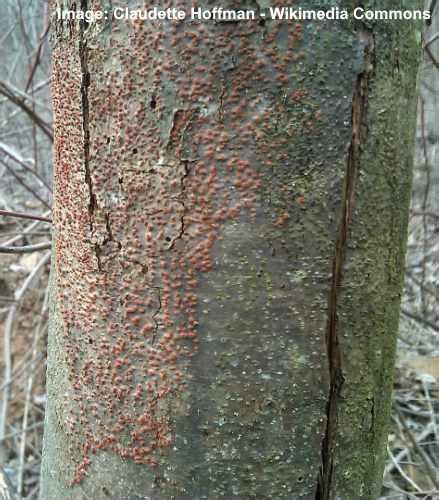 Horse Chestnut Tree Bark