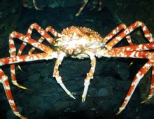 Japanese Spider Crab Diet - michaeljacksonopowiadania