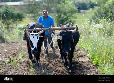 Oxen yoke hi-res stock photography and images - Alamy