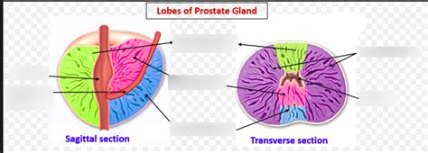 L7 Lobes of the prostate gland Diagram | Quizlet