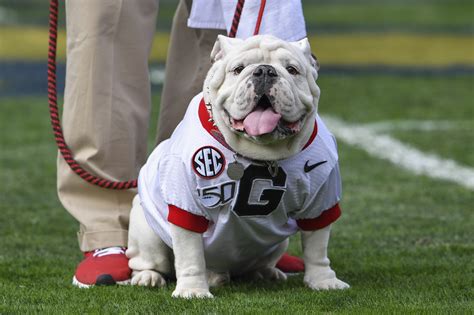 Our best photos of Georgia Bulldog mascot Uga