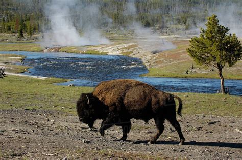 American Bison (Bison bison) Yellowstone National Park Wyoming. USA ...