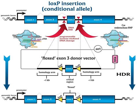 custom conditional knockout model generation