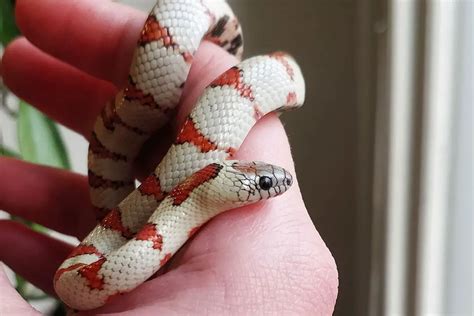 Top 15 King Snake Morphs (With Pictures) - ReptileHow.com