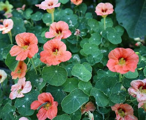 Favorite Trailing Nasturtium Varieties Diy Flower Boxes For Fences