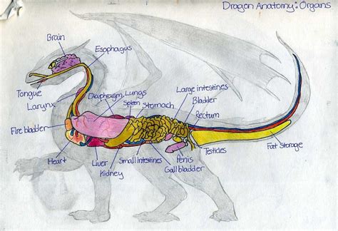 dragon_anatomy__organs_by_wyldfire7-d4e849g.jpg (1081×739)