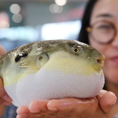 Live: Explore the world's largest puffer fish breeding base - CGTN