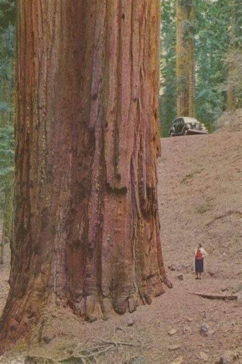 Hyperion: The world’s tallest living tree in 2021 | Redwood tree ...