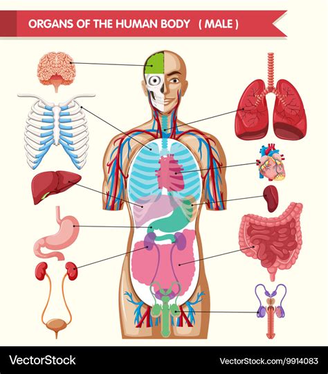 Chart showing organs of human body Royalty Free Vector Image