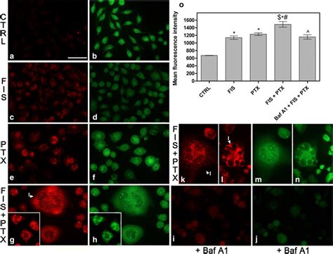 The detection of autophagy by acridine orange staining (AO). a–n ...